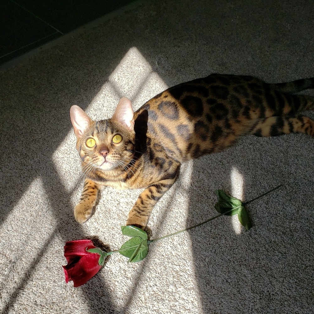 😻 "Like" Bookmark my page here 😻 - Picture 5 of 8